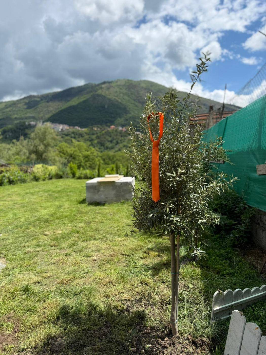 L'ulivo piantato al Campus, con una cravatta arancione legata ai rami